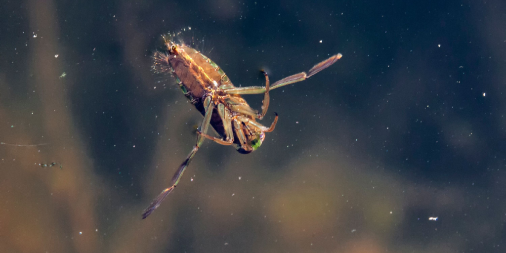 Lesser water boatman