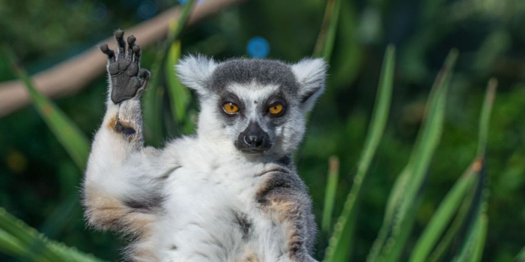 Lemur