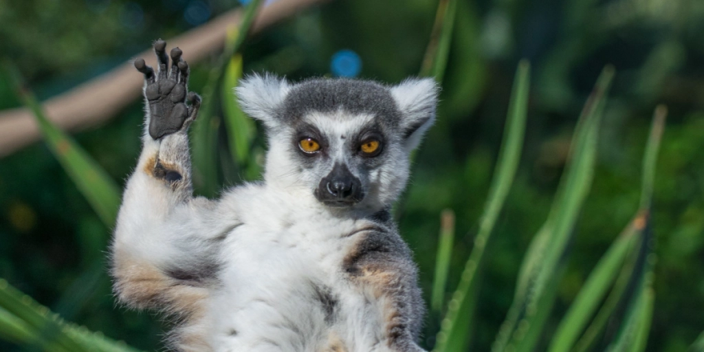 Lemur