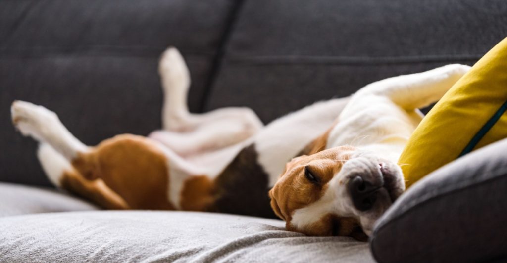 Hund, hund i soffa
