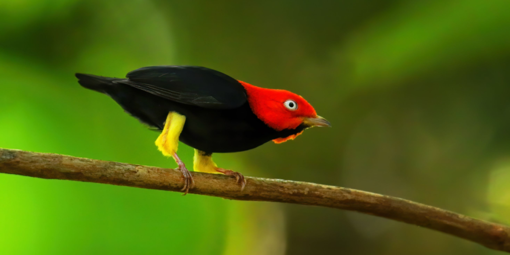 Manakin bird
