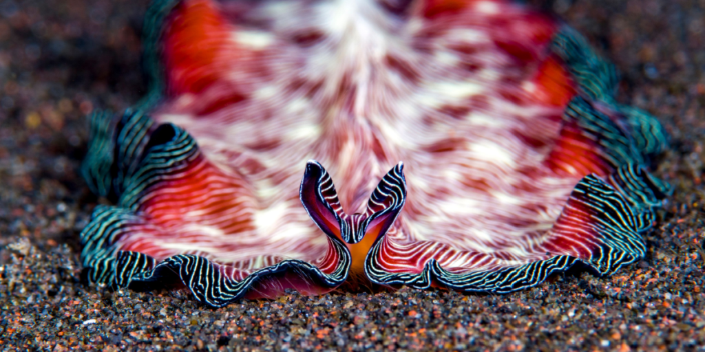 Flatworm