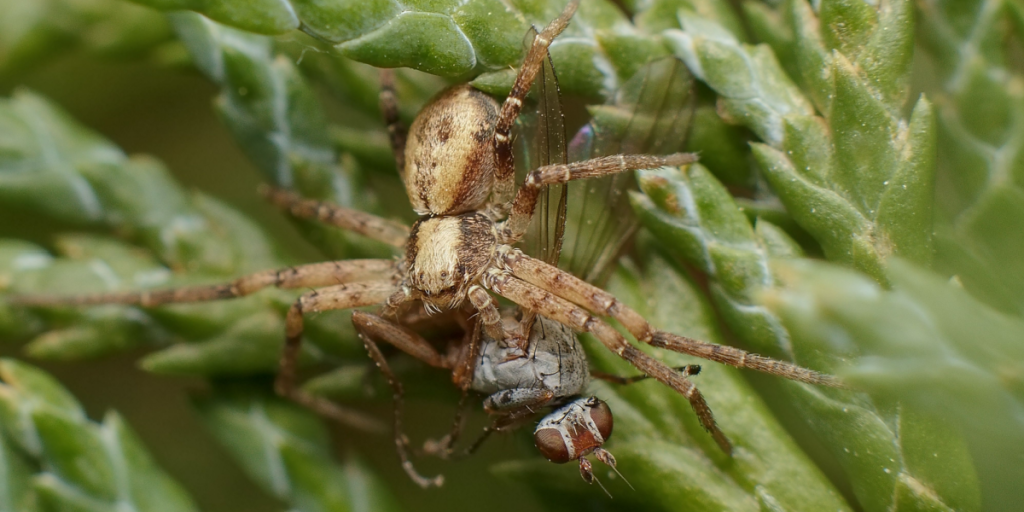 Nursery spider