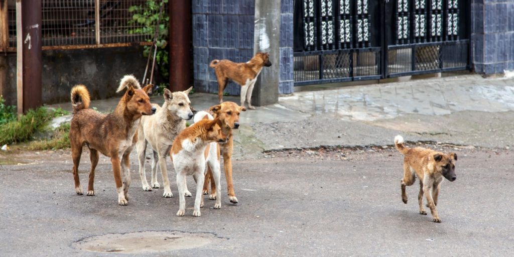 17-årig pige blev angrebet af 10 hunde: Måtte sys med over 500 sting