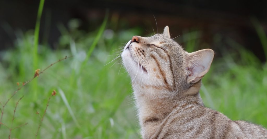 Katt