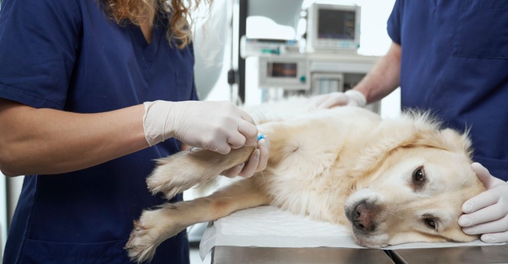 Hund, veterinär