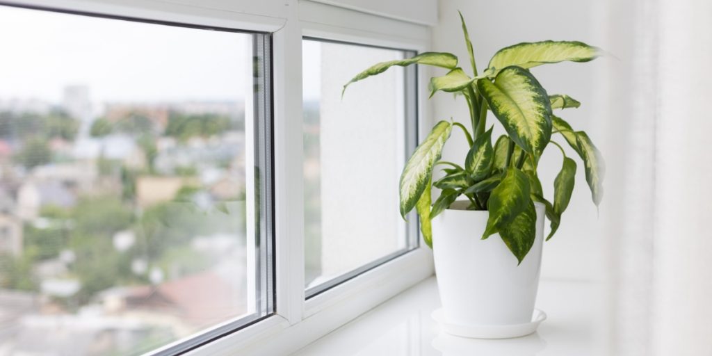 Lejlighed, vindue, apartment, window, plante, plant