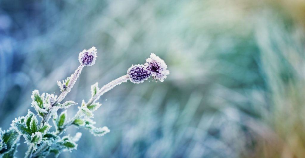 Frost, vinter, frosty garden
