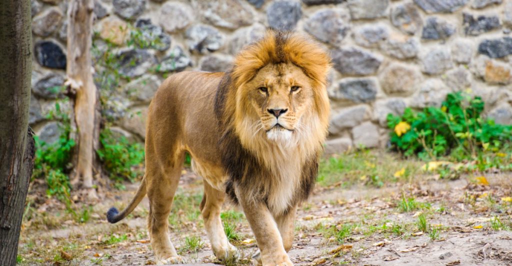 Danskt zoo väcker vrede – vill ha dina husdjur som lejonmat