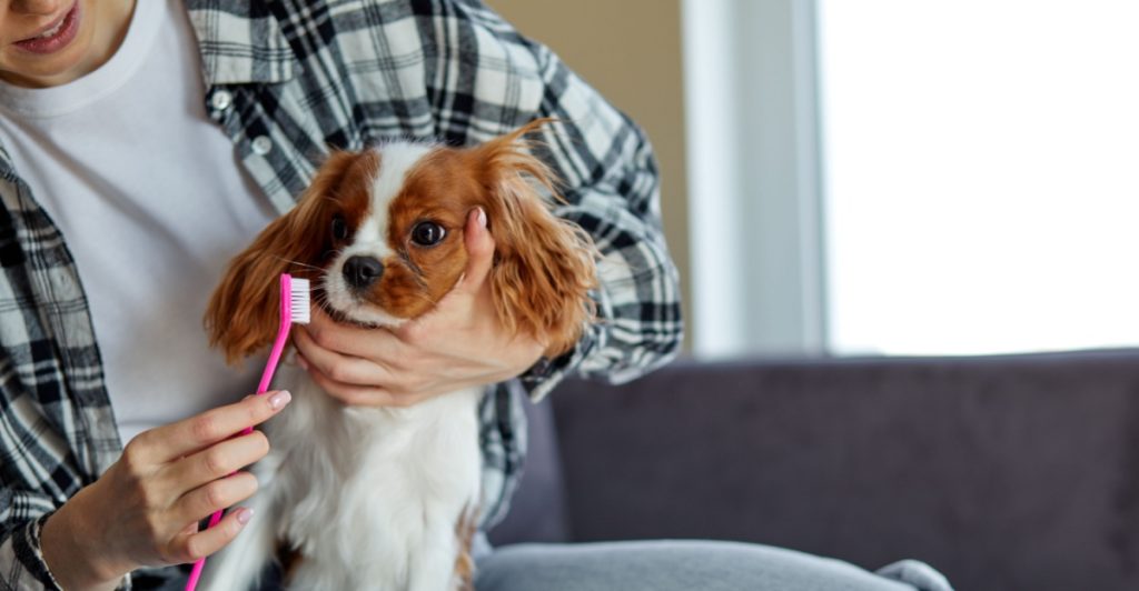 Hund, borsta tänderna, brushing teeth dogs