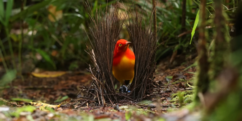 Bowerbird, Atlaskløvhyttefugl