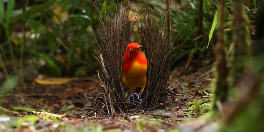 Bowerbird, Atlaskløvhyttefugl