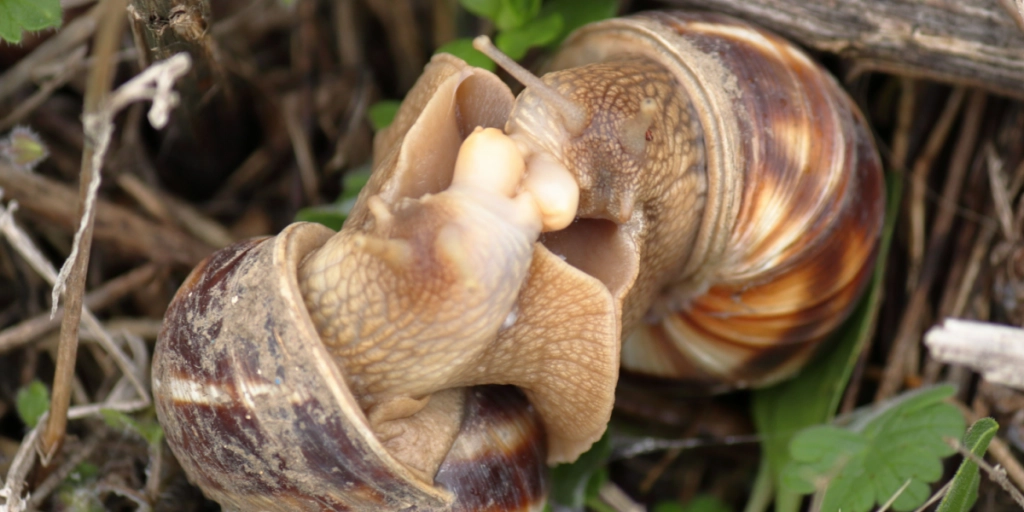 Snails mating