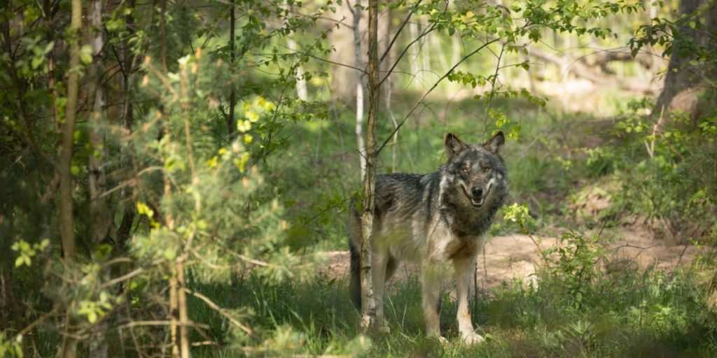 Ulv, wolf