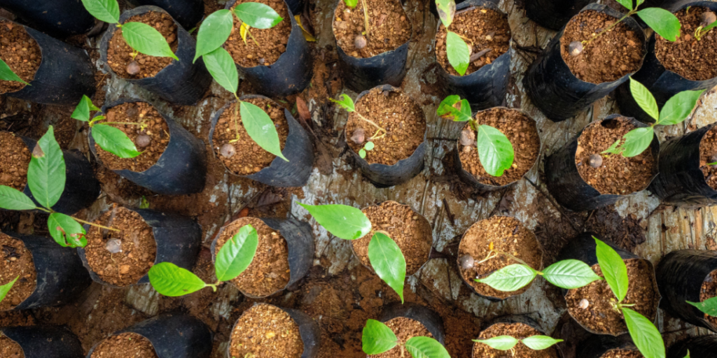 Reforestation