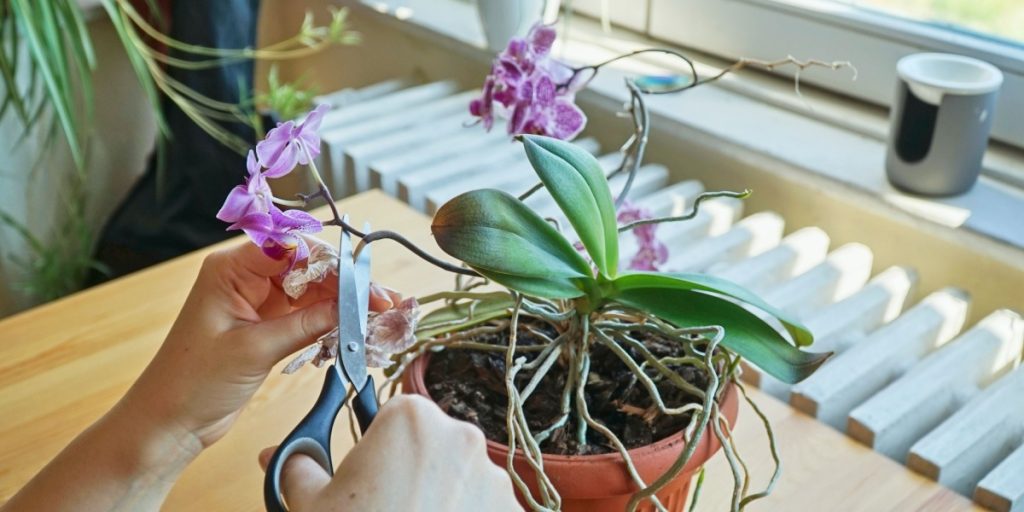 orchid, orkide, blomst, klippe