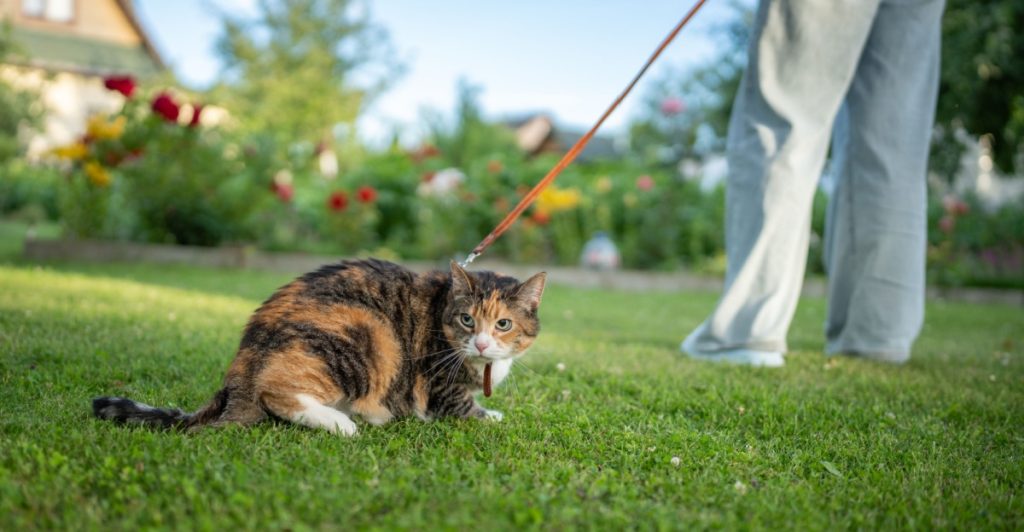 Katt, katt på promenad