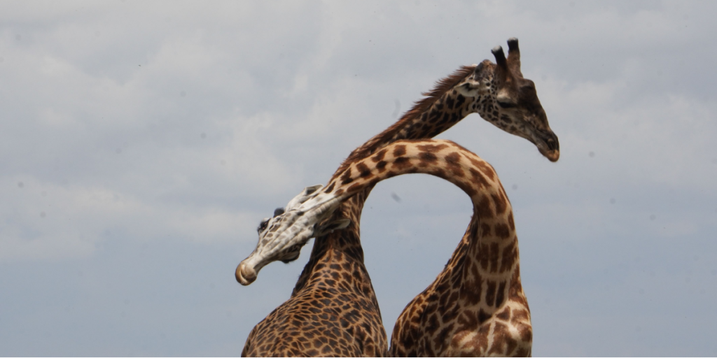 Giraffe, necking