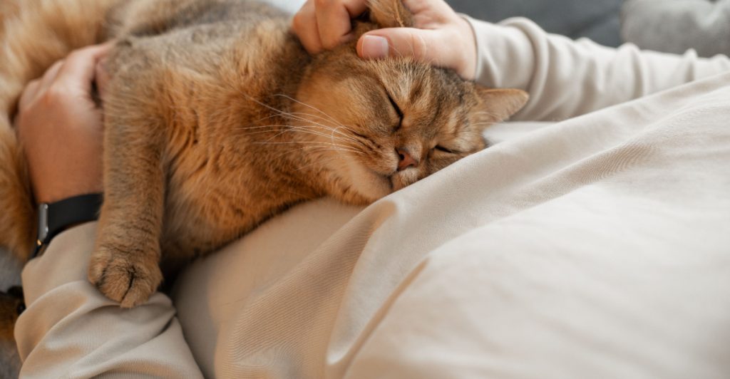 Katt sover på husses mage