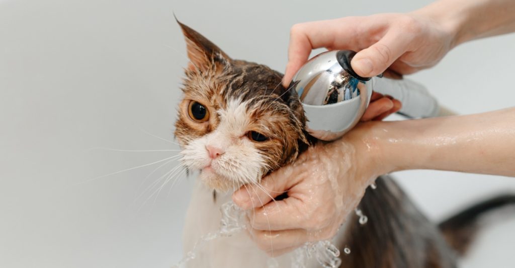 Din katt hatar vatten – här är anledningen