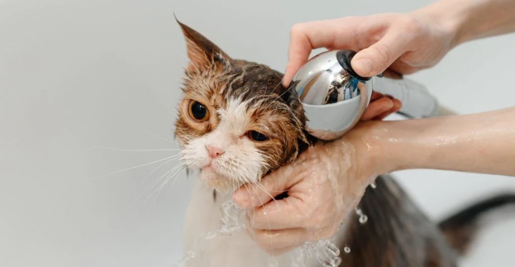 Katt, blöt katt, wet cat