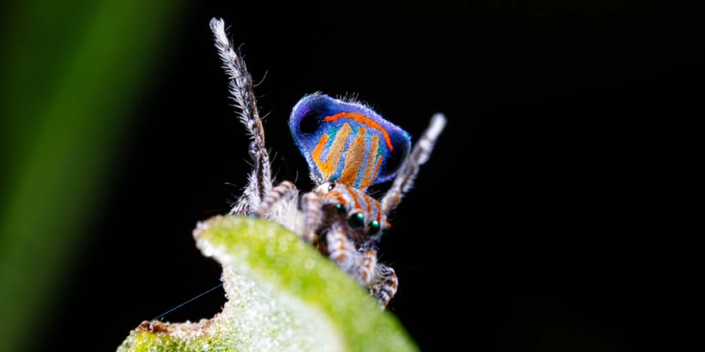 Peacock spider, påfugleedderkop