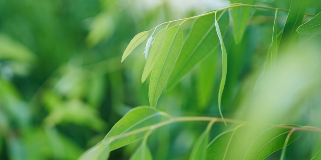 Eucalyptus, leaves