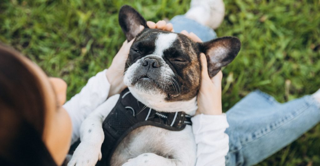 French bulldog, hund, dog