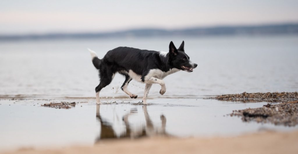 Veterinärer varnar hundägare: Denna ”oskyldiga” aktivitet kan bli livsfarlig