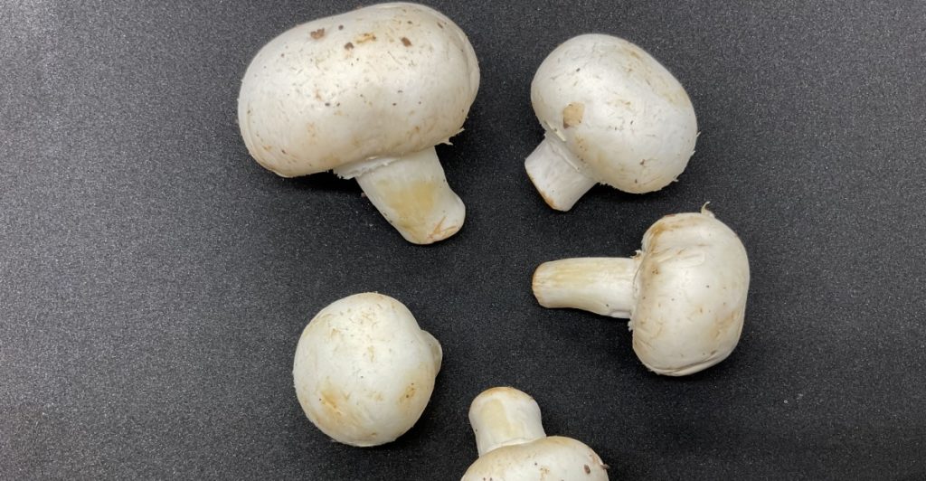 Svamp, mushrooms