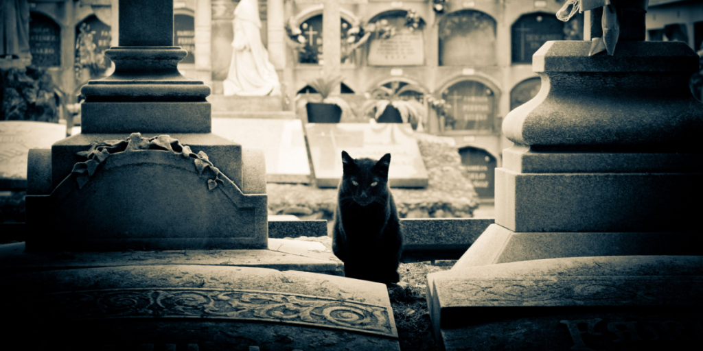 Cat, pet semetary, cemetary, graveyard