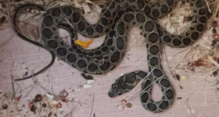 Slange, Snake