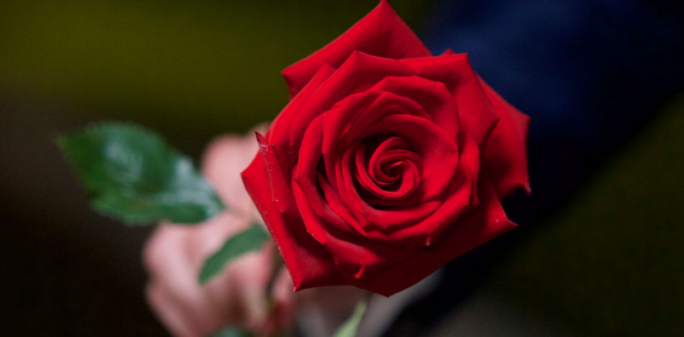 Rose, bachelor