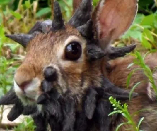 Frankenstein bunny rabbit hare kanin virus
