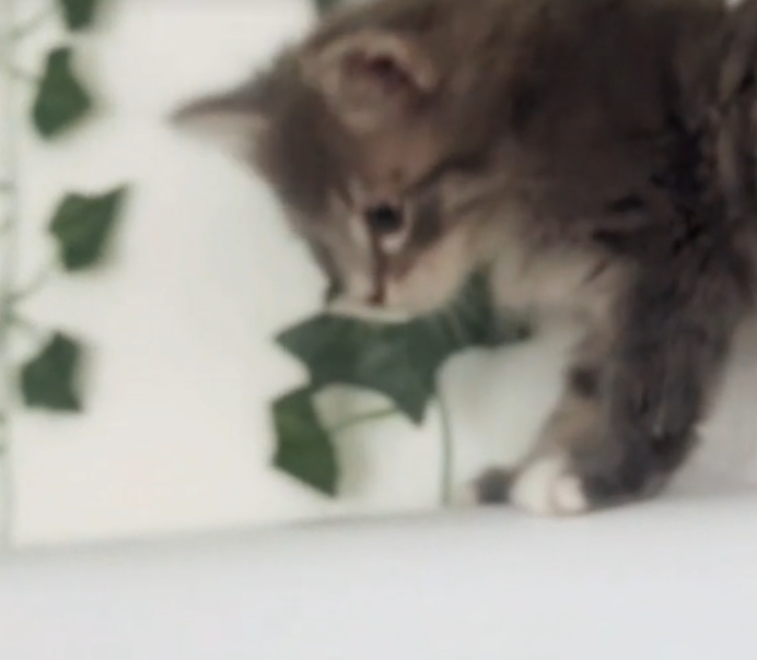 cat, kat, katt