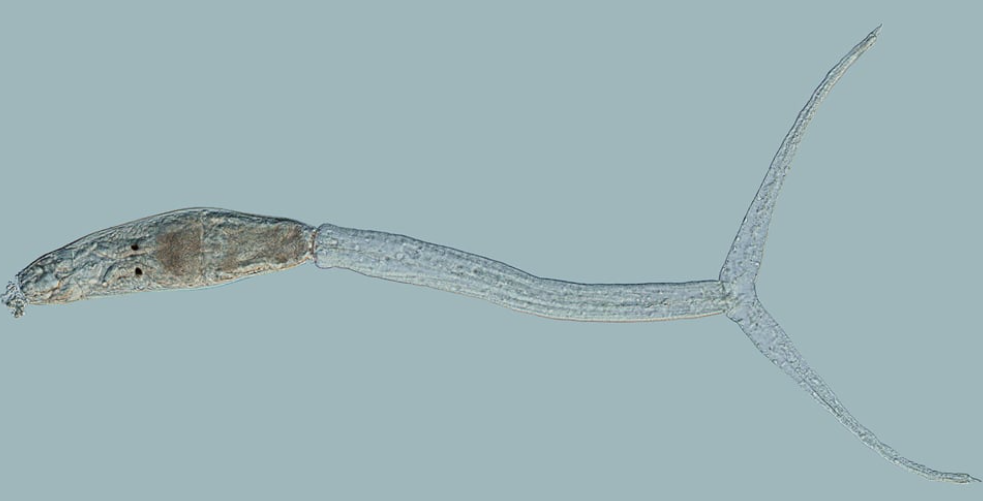 Frittsvømmende cercarie, haleikte, cercariedermatitt, svømmekløe, parasitt, parasite,