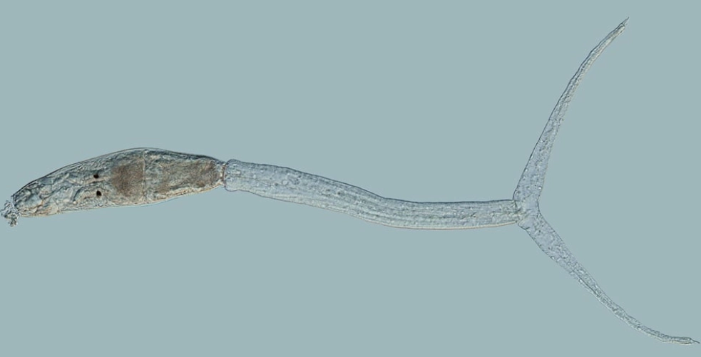 Frittsvømmende cercarie, haleikte, cercariedermatitt, svømmekløe, parasitt, parasite,