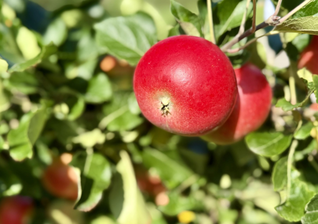 Eple på tre, æble på træ, apple on tree, appfel