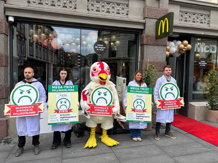 Anima aktivister kylling McDonalds Oslo, fastfood, chicken