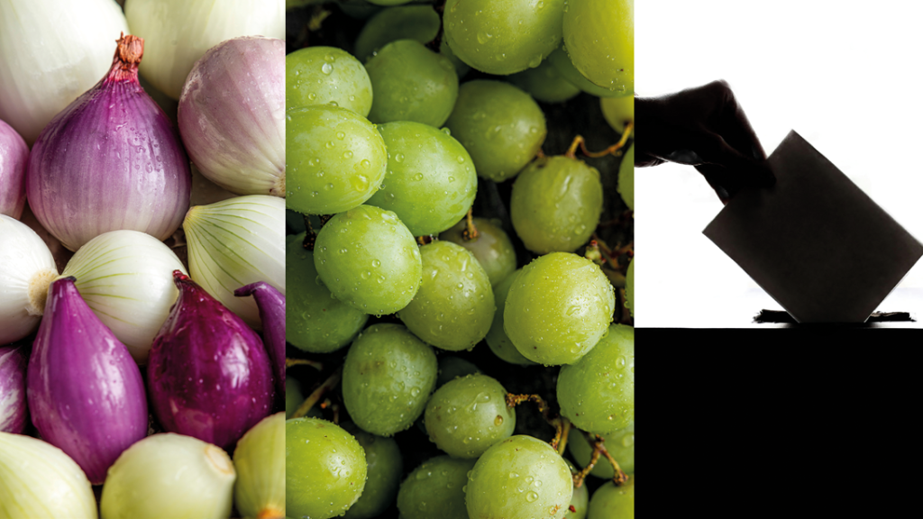 Onion, grape, democracy, vote, election, druer, løg, rød løk, stemme, demokrati, valg