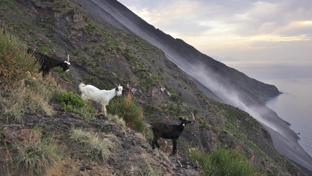Vulcano Goats