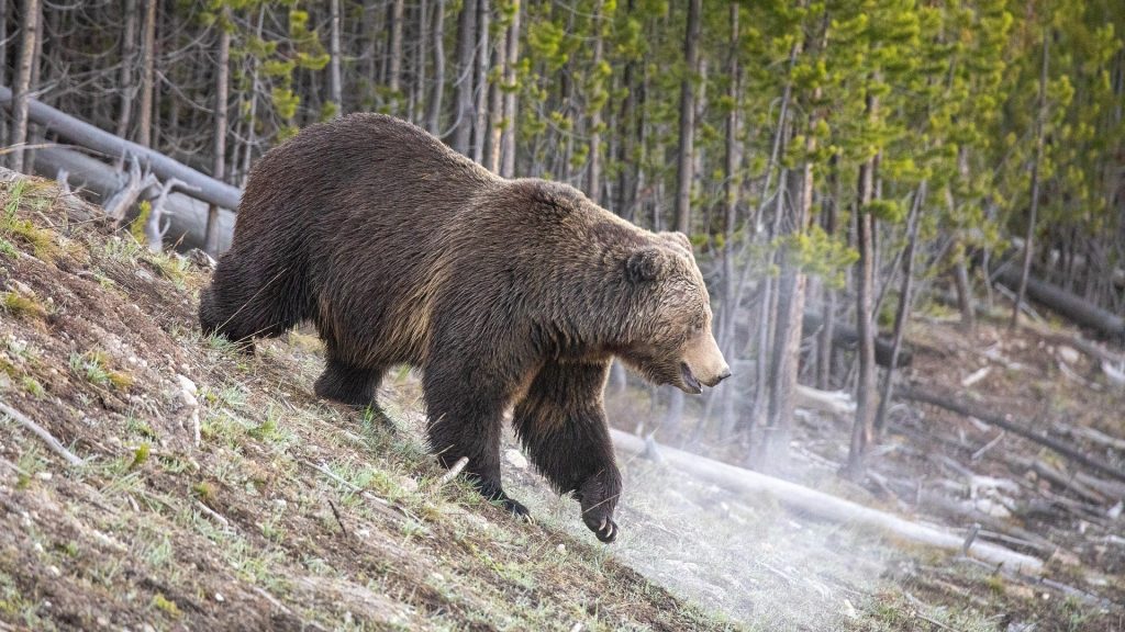 grizzly bear