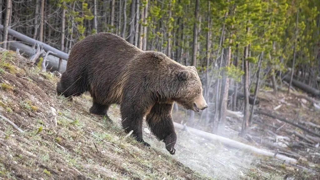 grizzly bear