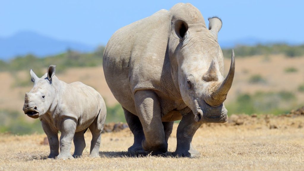 baby rhino