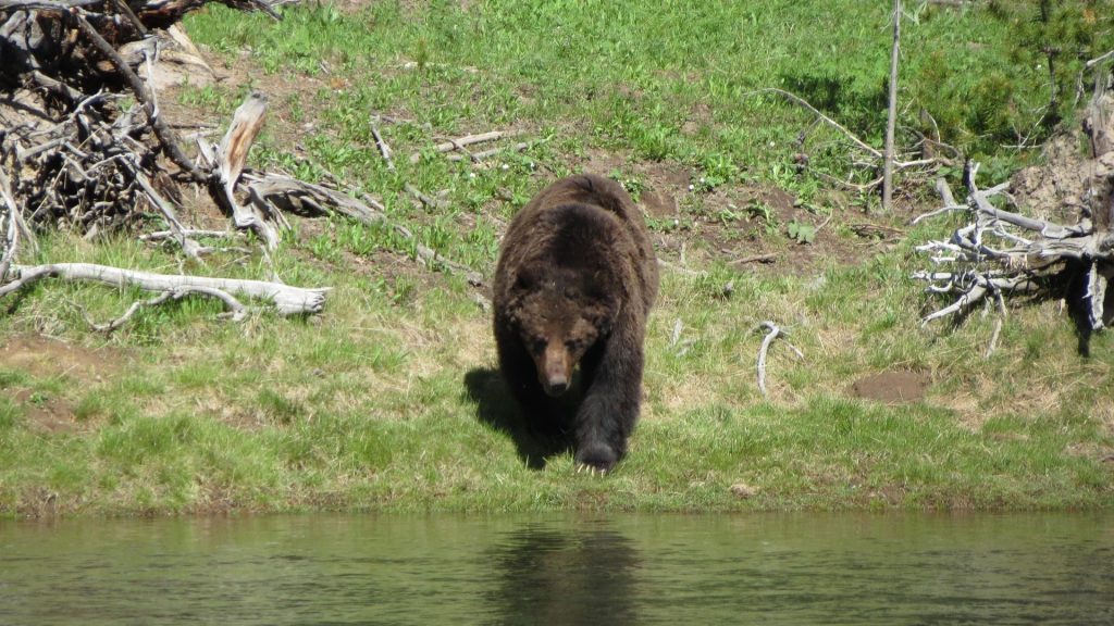 Bear