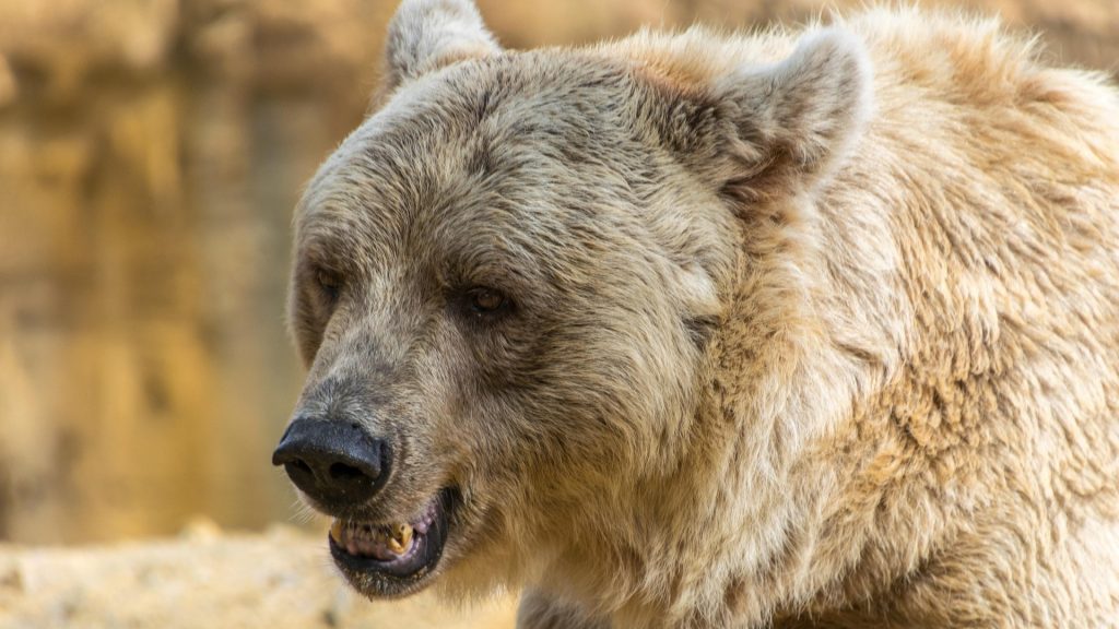 grizzly bear