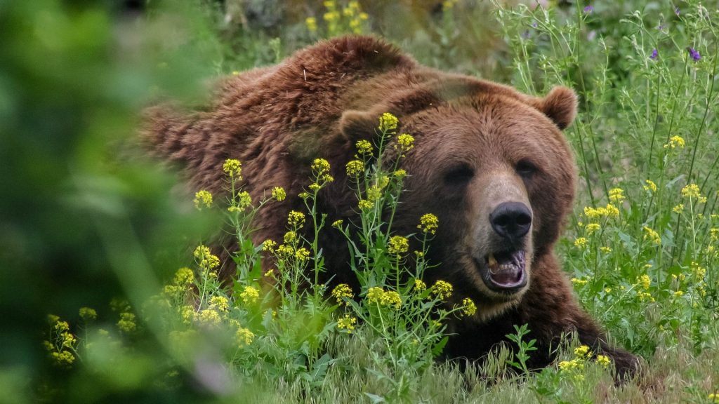 grizzly bear