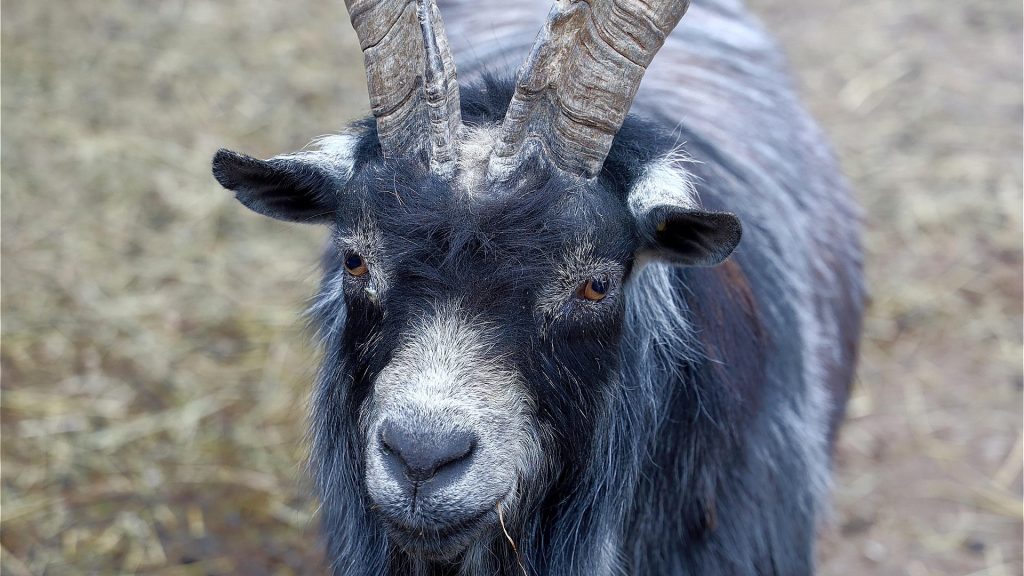 goat ged