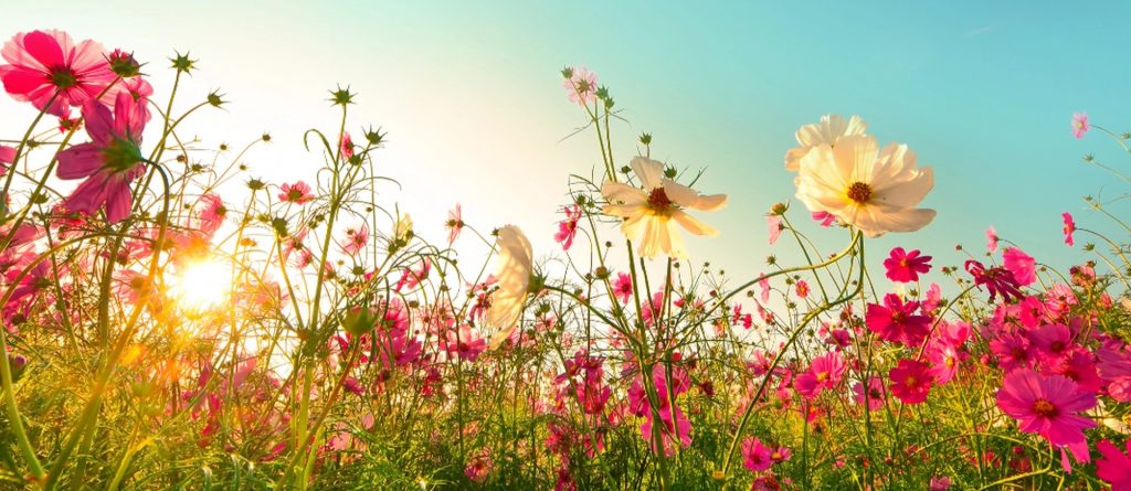 Plant disse staudene i august – og nyt blomstringen hele høsten