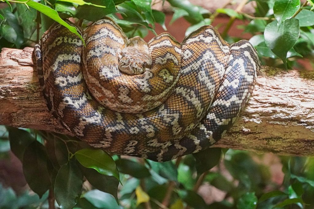 boa-constrictor